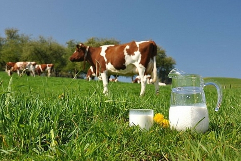 Сельское хозяйство молоко. Корова молоко. Сельское хозяйство коровы. Молочное животноводство. Питьевое хозяйство