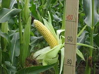 Кукуруза в СХПК имКирова
