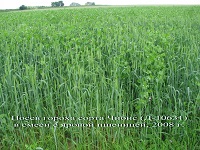Посев гороха в смеси с яровой пшеницей