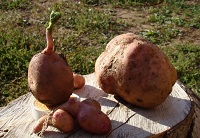 Урожай картофеля-2010