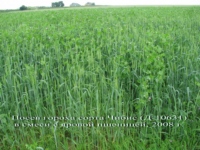 Посев гороха сорта Чибис (Д-10631) в смеси с яровой пшеницей, 2008г.